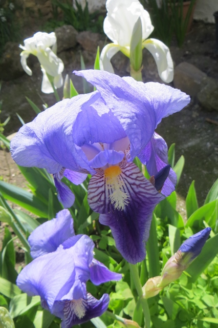 Purple Iris.jpg